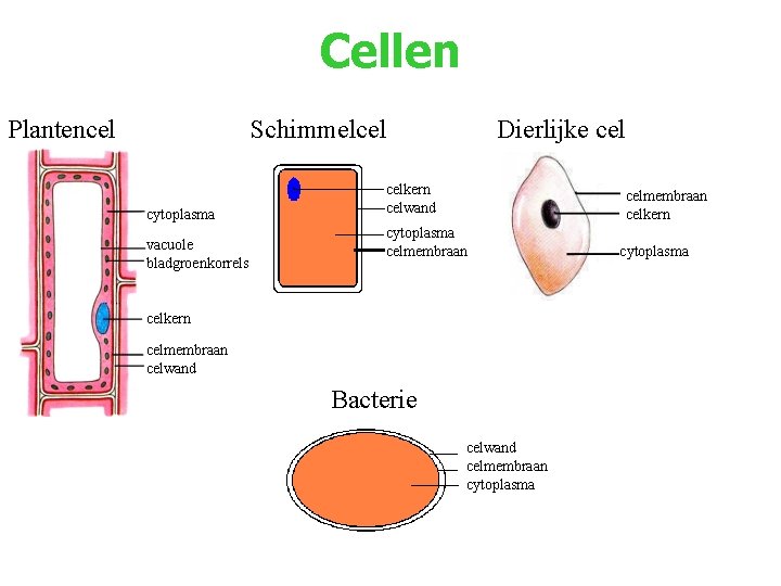 Cellen Plantencel Schimmelcel cytoplasma vacuole bladgroenkorrels Dierlijke celkern celwand celmembraan celkern cytoplasma celmembraan celkern