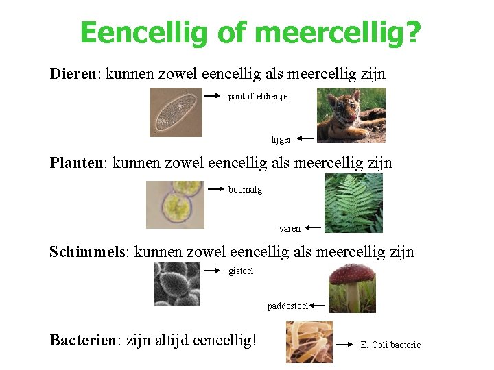 Eencellig of meercellig? Dieren: kunnen zowel eencellig als meercellig zijn pantoffeldiertje tijger Planten: kunnen Eencellig of meercellig? Dieren: kunnen zowel eencellig als meercellig zijn pantoffeldiertje tijger Planten: kunnen