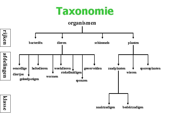 Taxonomie organismen rijken bacteriën afdelingen eencellige dieren holtedieren diertjes geleedpotigen schimmels weekdieren gewervelden stekelhuidigen Taxonomie organismen rijken bacteriën afdelingen eencellige dieren holtedieren diertjes geleedpotigen schimmels weekdieren gewervelden stekelhuidigen