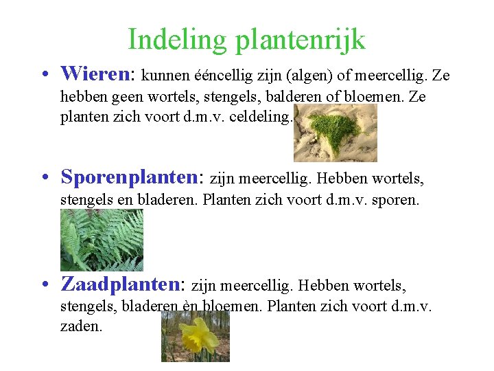 Indeling plantenrijk • Wieren: kunnen ééncellig zijn (algen) of meercellig. Ze hebben geen wortels,