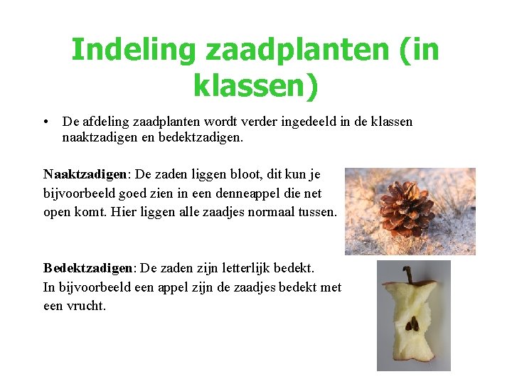 Indeling zaadplanten (in klassen) • De afdeling zaadplanten wordt verder ingedeeld in de klassen Indeling zaadplanten (in klassen) • De afdeling zaadplanten wordt verder ingedeeld in de klassen