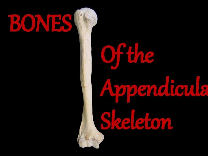BONES Of the Appendicula Skeleton 