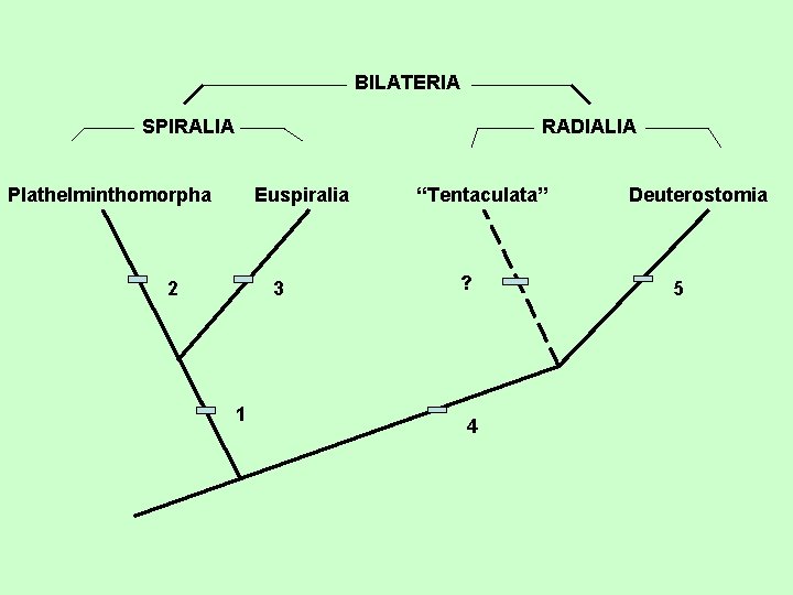 BILATERIA SPIRALIA RADIALIA Plathelminthomorpha Euspiralia 2 3 1 “Tentaculata” ? 4 Deuterostomia 5 