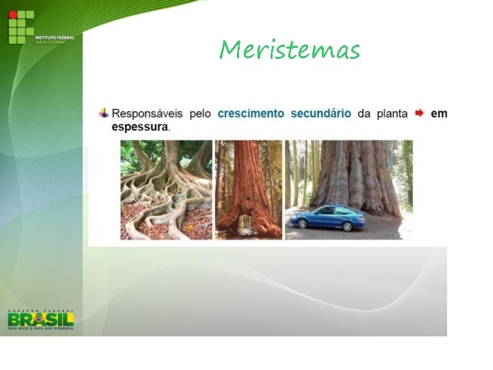Meristemas 