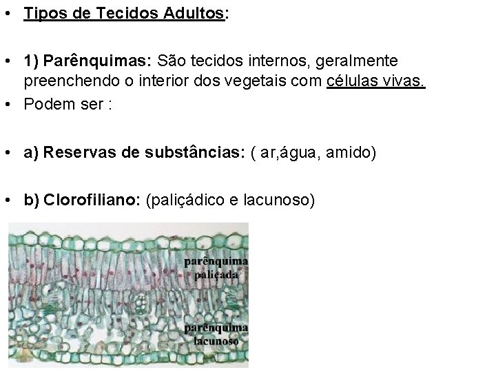  • Tipos de Tecidos Adultos: • 1) Parênquimas: São tecidos internos, geralmente preenchendo