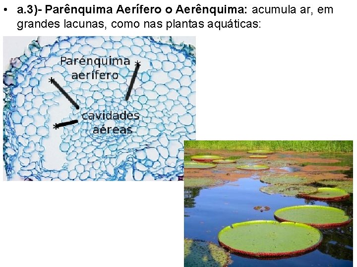  • a. 3)- Parênquima Aerífero o Aerênquima: acumula ar, em grandes lacunas, como