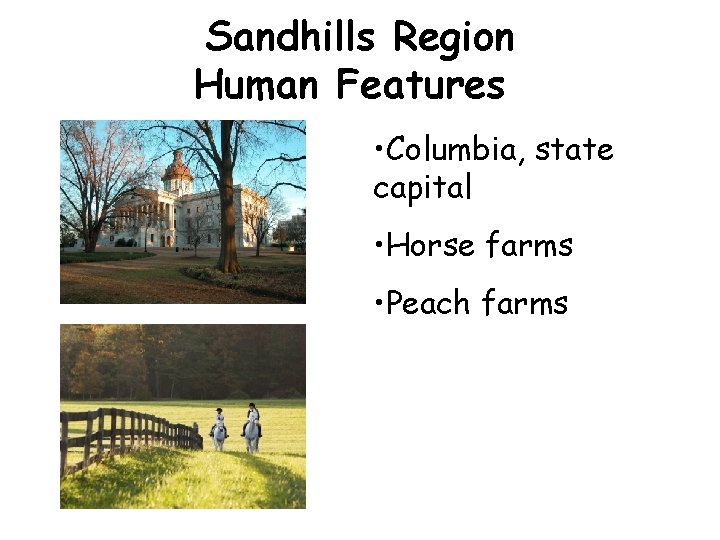 Sandhills Region Human Features • Columbia, state capital • Horse farms • Peach farms