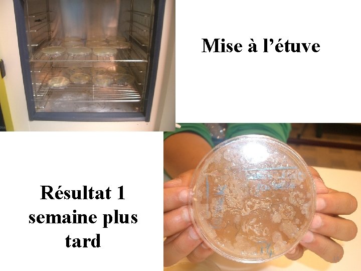 Mise à l’étuve Résultat 1 semaine plus tard 14 Mise à l’étuve Résultat 1 semaine plus tard 14