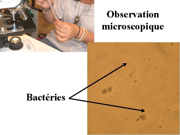 Observation microscopique Bactéries 15 Observation microscopique Bactéries 15