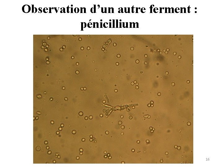 Observation d’un autre ferment : pénicillium 16 Observation d’un autre ferment : pénicillium 16