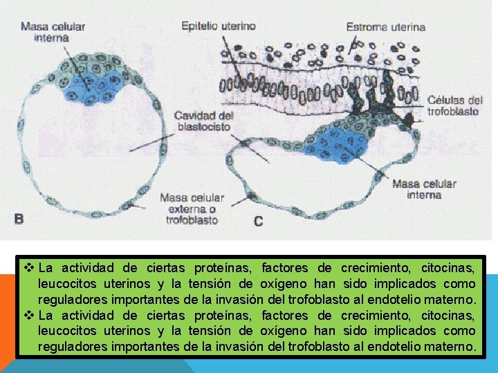 v La actividad de ciertas proteínas, factores de crecimiento, citocinas, leucocitos uterinos y la