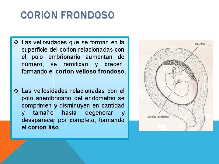 CORION FRONDOSO v Las vellosidades que se forman en la superficie del corion relacionadas