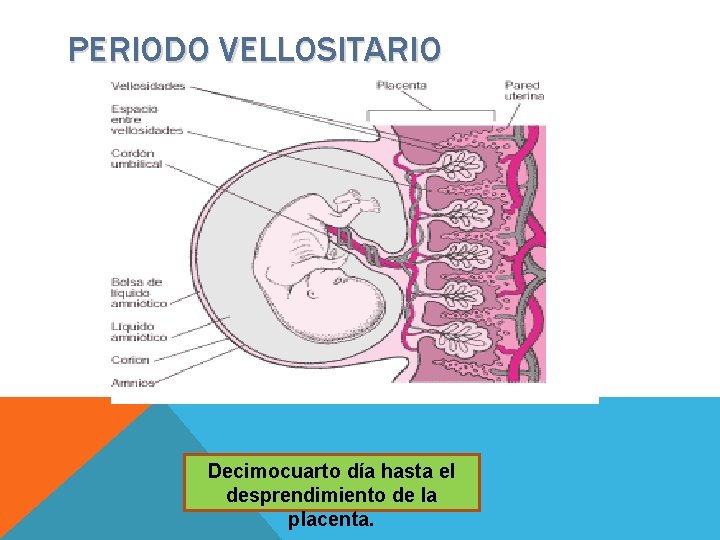PERIODO VELLOSITARIO Decimocuarto día hasta el desprendimiento de la placenta. 
