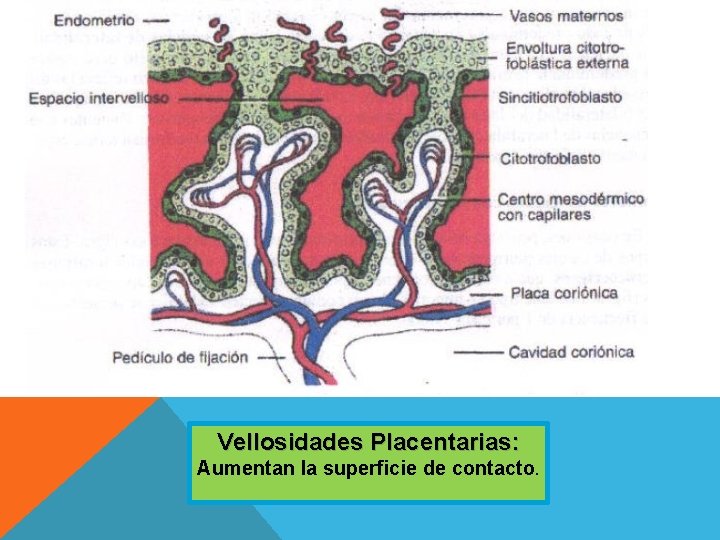 Vellosidades Placentarias: Aumentan la superficie de contacto. 