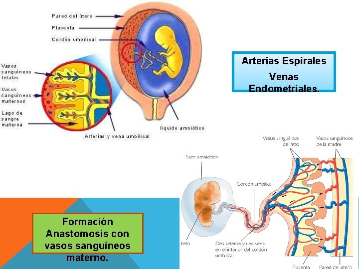 Arterias Espirales Venas Endometriales. Formación Anastomosis con vasos sanguíneos materno. 