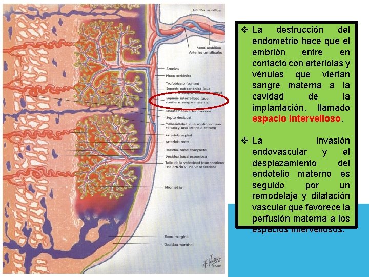 v La destrucción del endometrio hace que el embrión entre en contacto con arteriolas
