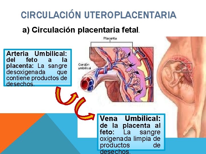 CIRCULACIÓN UTEROPLACENTARIA a) Circulación placentaria fetal. Arteria Umbilical: del feto a la placenta: La