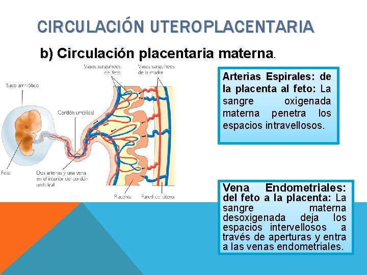 CIRCULACIÓN UTEROPLACENTARIA b) Circulación placentaria materna. Arterias Espirales: de la placenta al feto: La