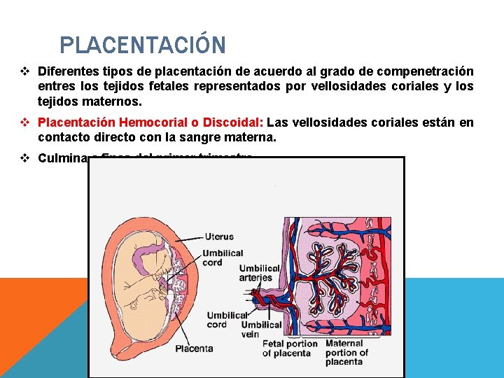 PLACENTACIÓN v Diferentes tipos de placentación de acuerdo al grado de compenetración entres los