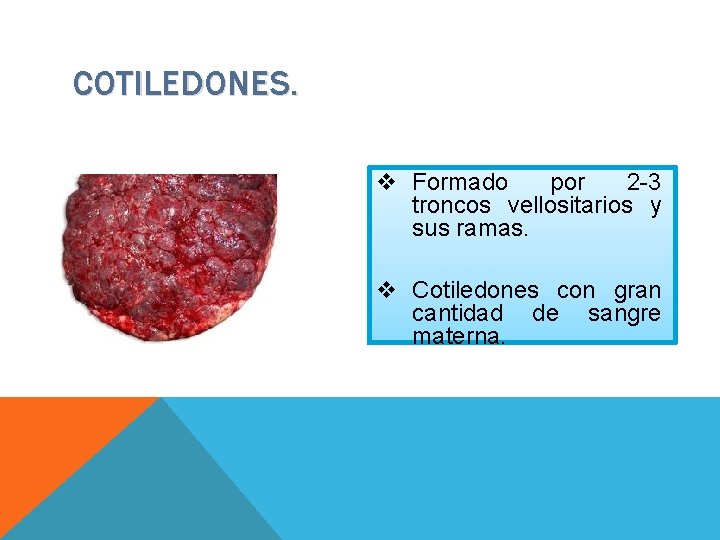 COTILEDONES. v Formado por 2 -3 troncos vellositarios y sus ramas. v Cotiledones con