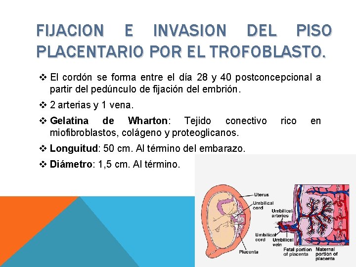 FIJACION E INVASION DEL PISO PLACENTARIO POR EL TROFOBLASTO. v El cordón se forma