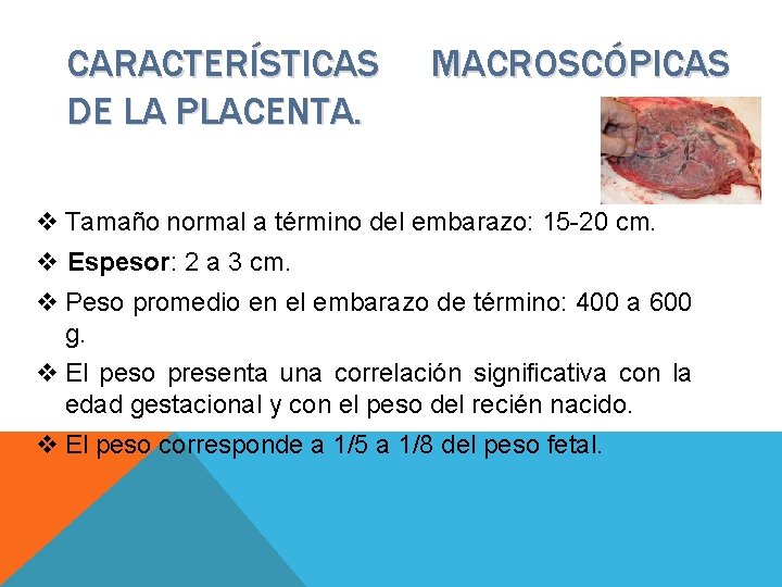 CARACTERÍSTICAS DE LA PLACENTA. MACROSCÓPICAS v Tamaño normal a término del embarazo: 15 -20