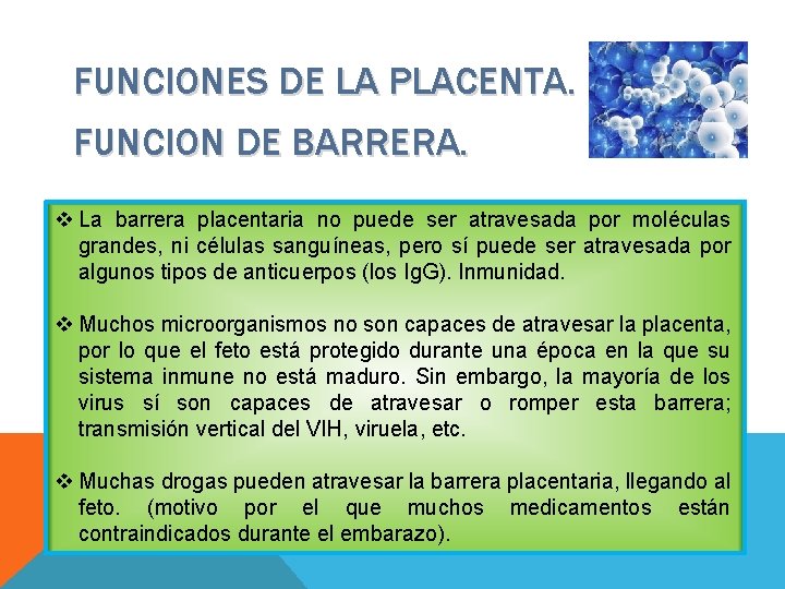 FUNCIONES DE LA PLACENTA. FUNCION DE BARRERA. v La barrera placentaria no puede ser