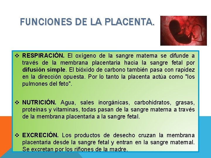 FUNCIONES DE LA PLACENTA. v RESPIRACIÓN. El oxígeno de la sangre materna se difunde