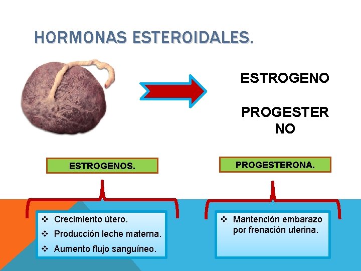 HORMONAS ESTEROIDALES. ESTROGENO PROGESTER NO ESTROGENOS. v Crecimiento útero. v Producción leche materna. v