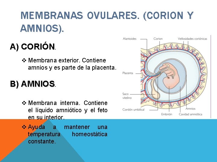 PLACENTA Y LIQUIDO AMNITICO HEIDI DUARTES WAHL INSTITUTO
