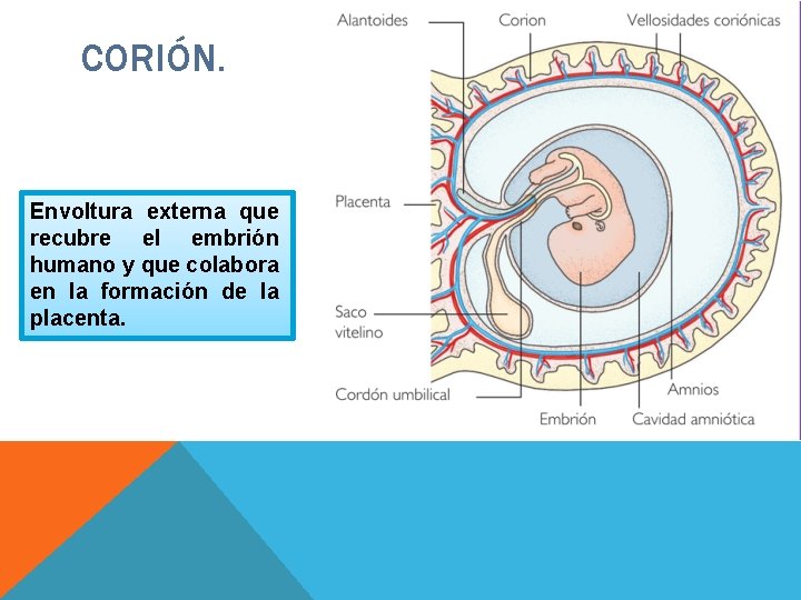 CORIÓN. Envoltura externa que recubre el embrión humano y que colabora en la formación