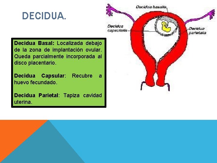 DECIDUA. Decidua Basal: Localizada debajo de la zona de implantación ovular. Queda parcialmente incorporada