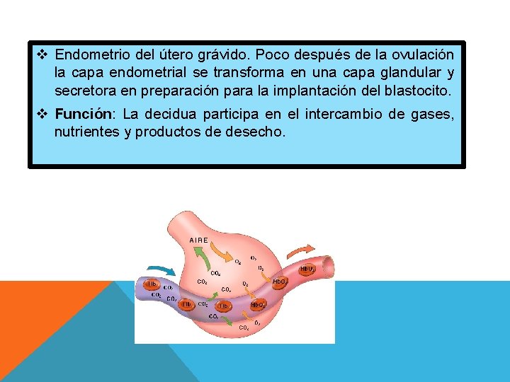 v Endometrio del útero grávido. Poco después de la ovulación la capa endometrial se