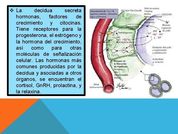 v La decidua secreta hormonas, factores de crecimiento y citocinas. Tiene receptores para la