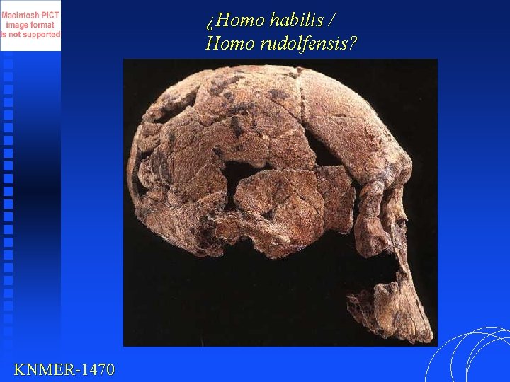 ¿Homo habilis / Homo rudolfensis? KNMER-1470 
