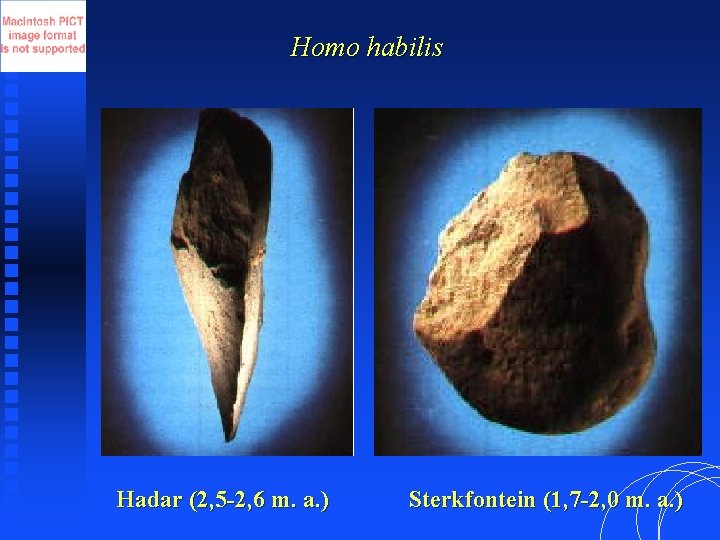 Homo habilis Hadar (2, 5 -2, 6 m. a. ) Sterkfontein (1, 7 -2,