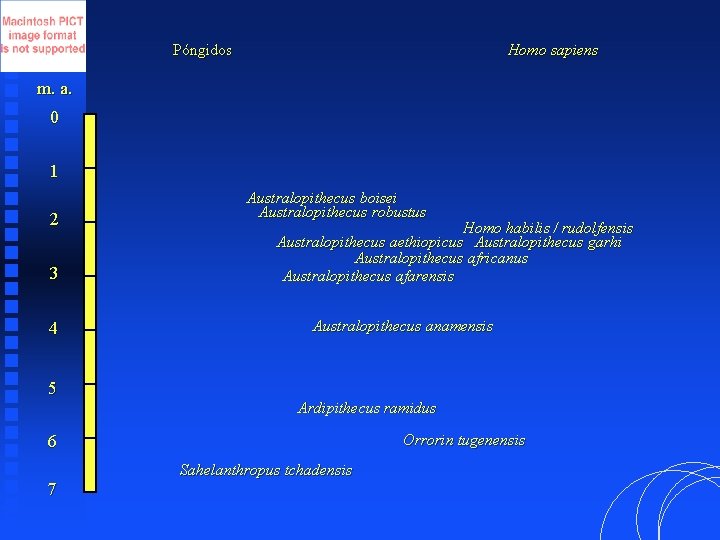 Póngidos Homo sapiens m. a. 0 1 2 3 4 5 Australopithecus boisei Australopithecus