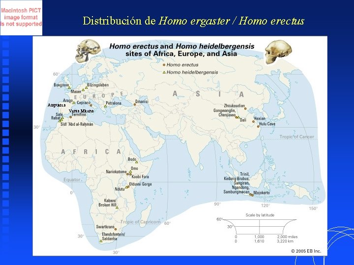 Distribución de Homo ergaster / Homo erectus Atapuerca Venta Micena 