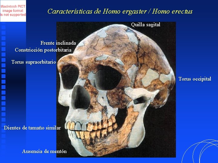 Características de Homo ergaster / Homo erectus Quilla sagital Frente inclinada Constricción postorbitaria Torus