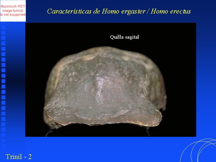 Características de Homo ergaster / Homo erectus Quilla sagital Trinil - 2 