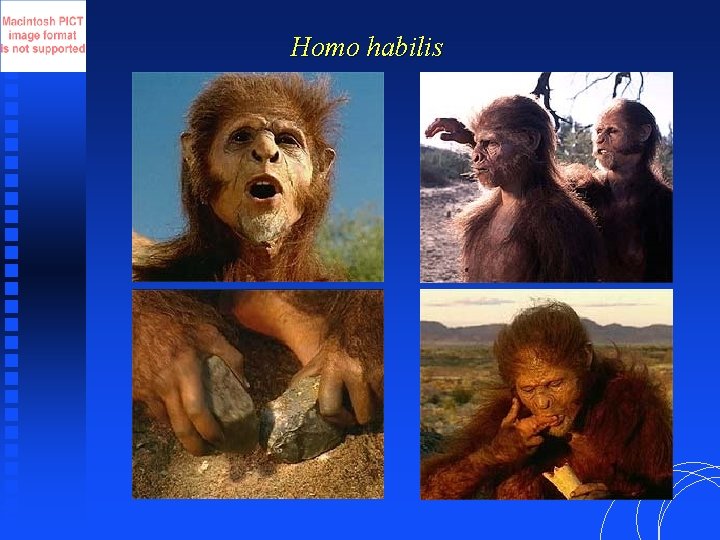 Homo habilis 