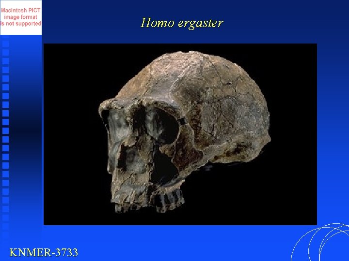 Homo ergaster KNMER-3733 