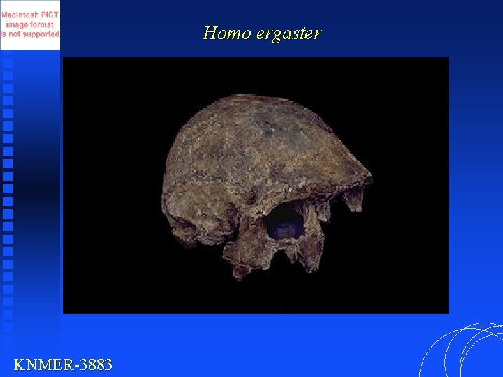 Homo ergaster KNMER-3883 