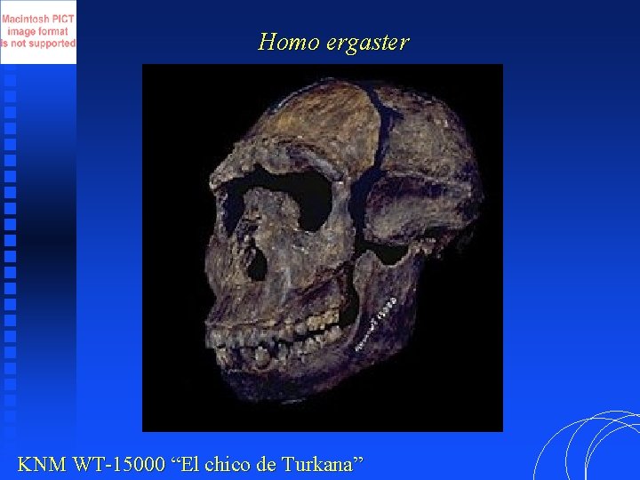 Homo ergaster KNM WT-15000 “El chico de Turkana” 