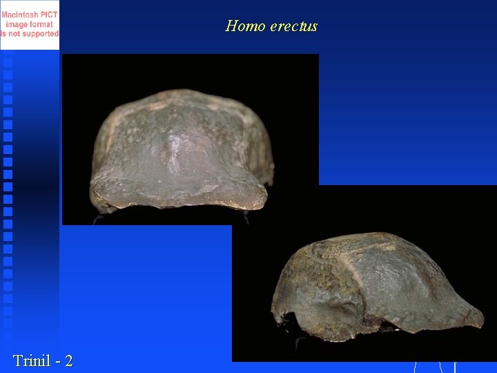 Homo erectus Trinil - 2 