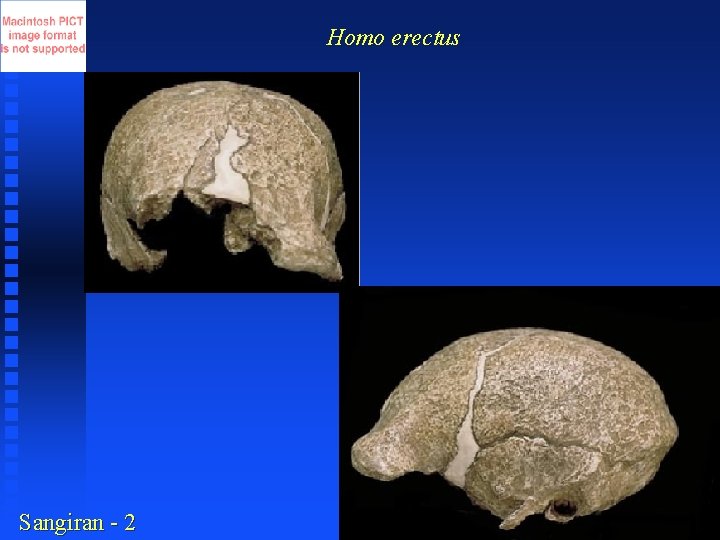 Homo erectus Sangiran - 2 