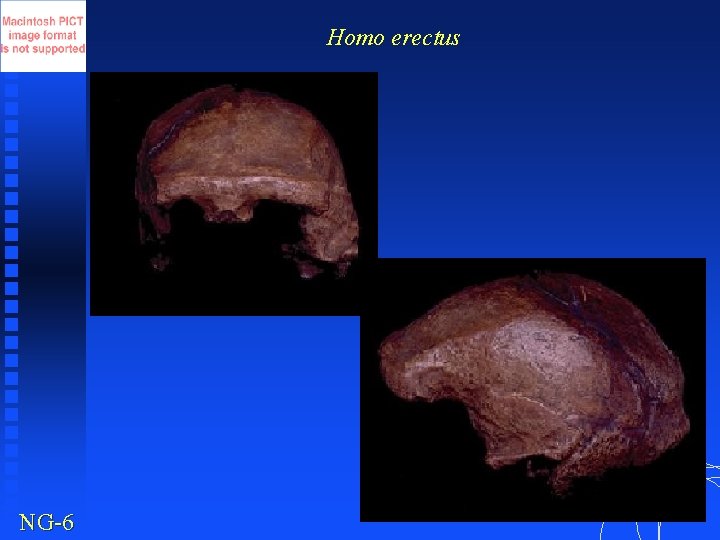 Homo erectus NG-6 