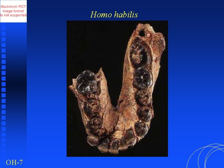 Homo habilis OH-7 