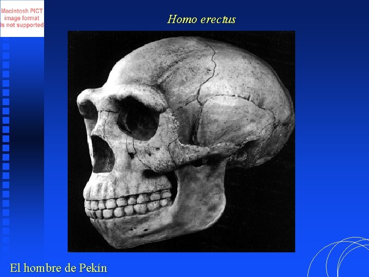 Homo erectus El hombre de Pekín 