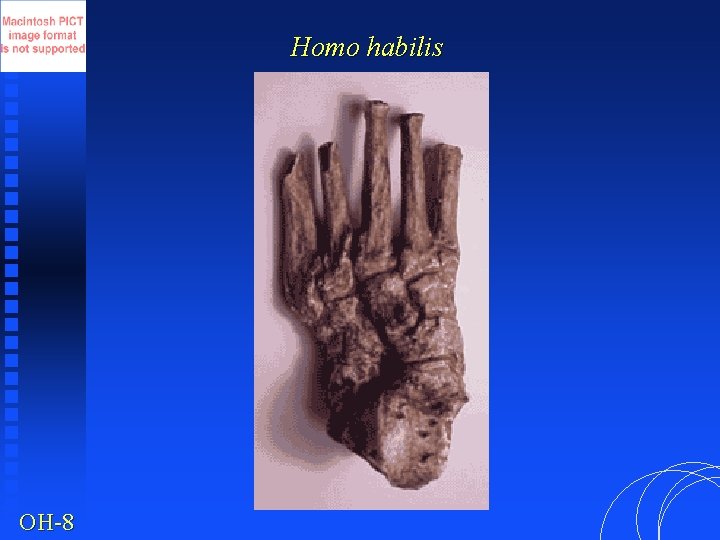 Homo habilis OH-8 